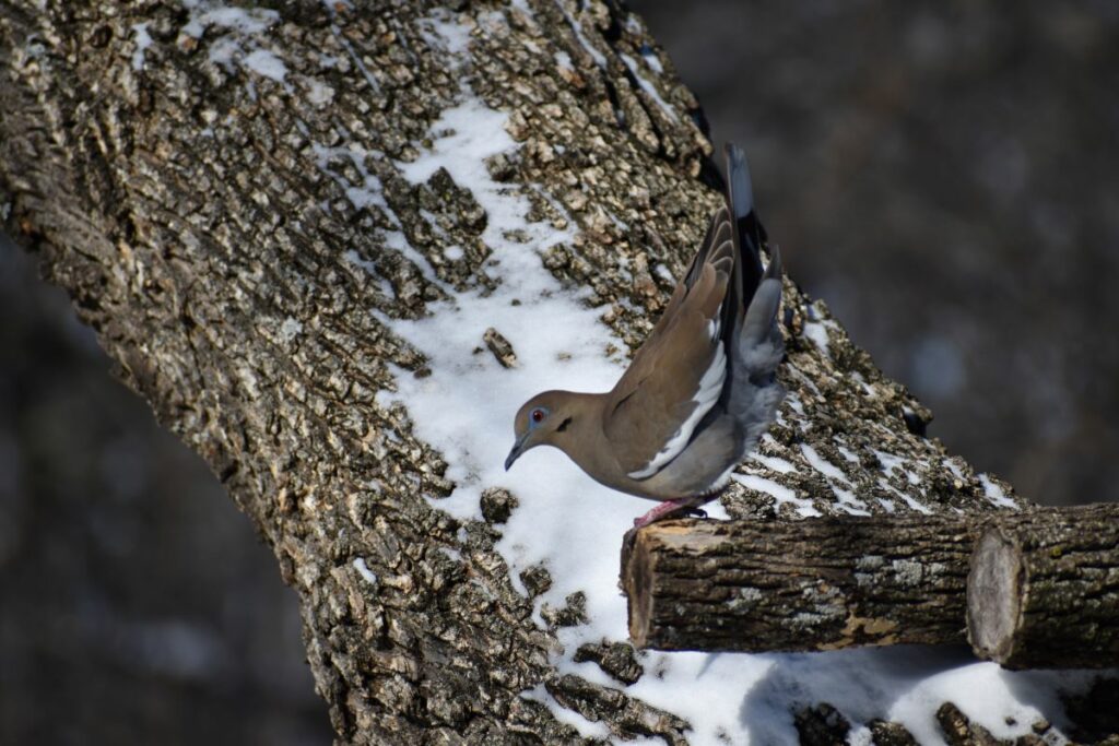 Silver-tipped winged Dove