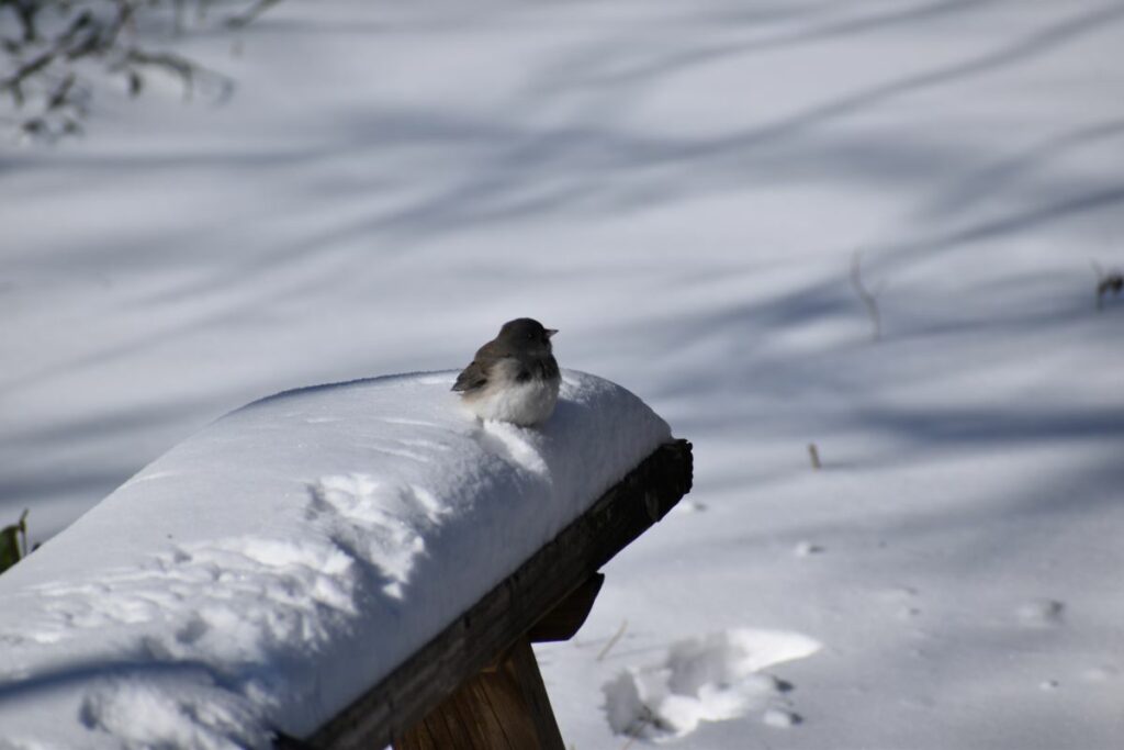 Snow-breasted Winter Bird