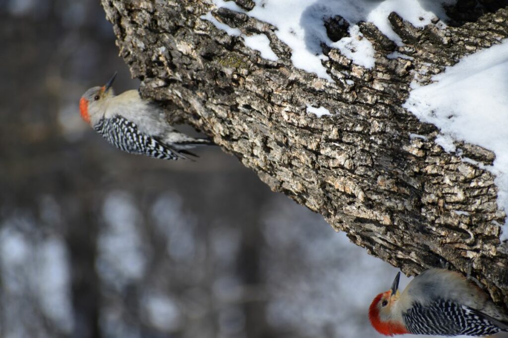 Two Red-crowned Woodpeckers