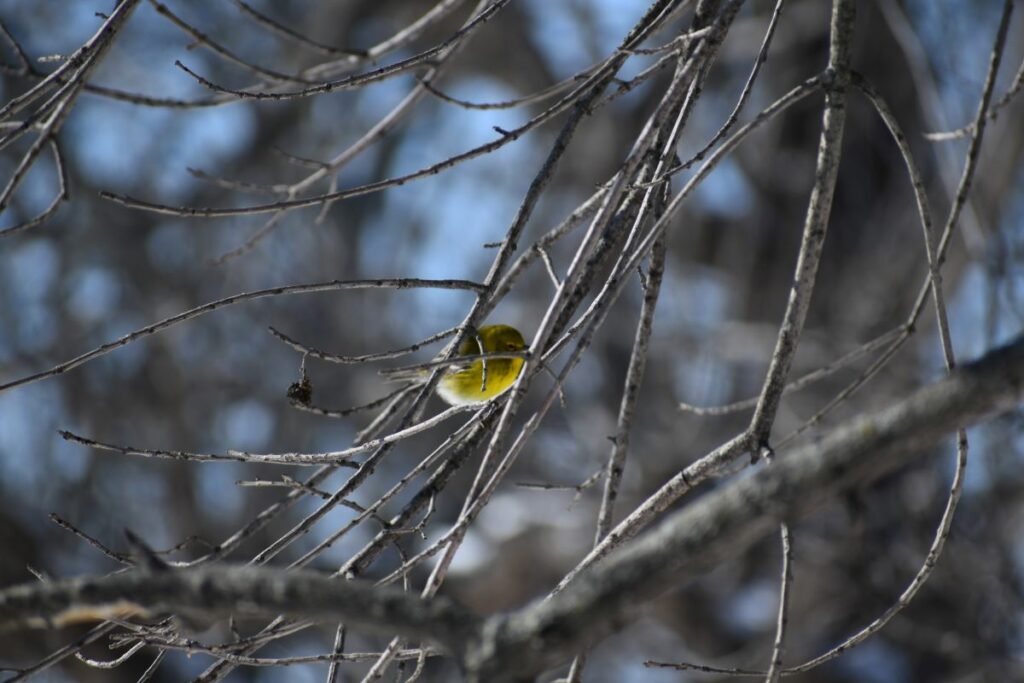 Winter's Day Wild Northern Canary