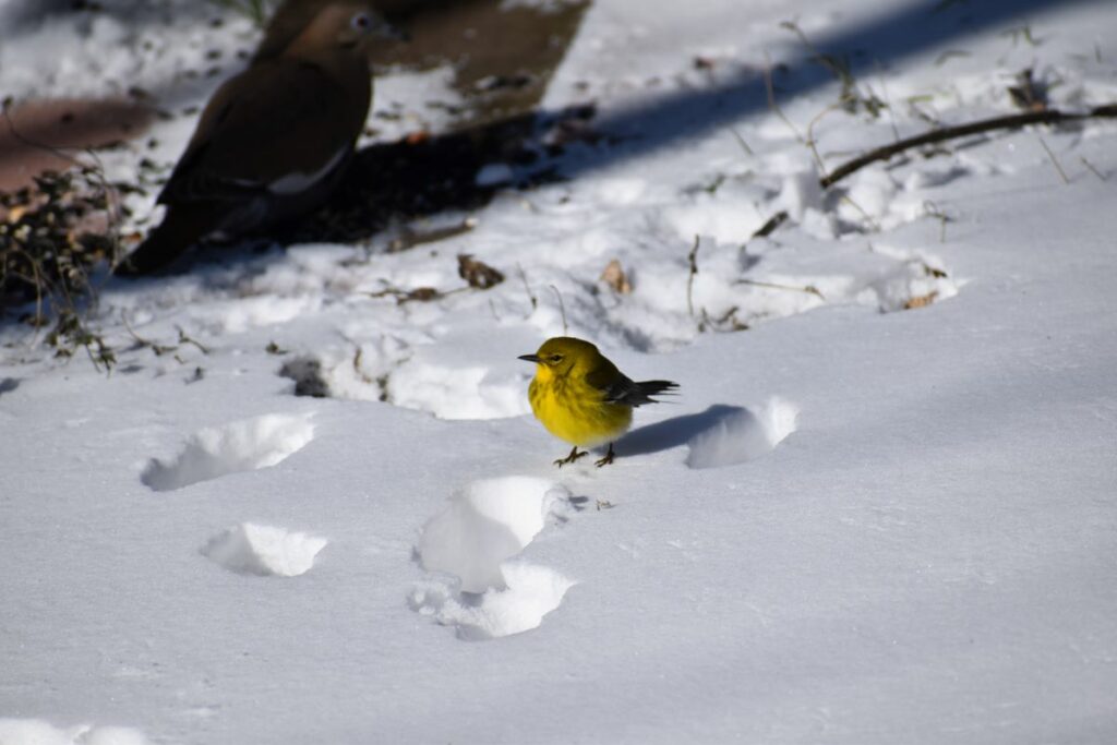 Yellow breast small bird