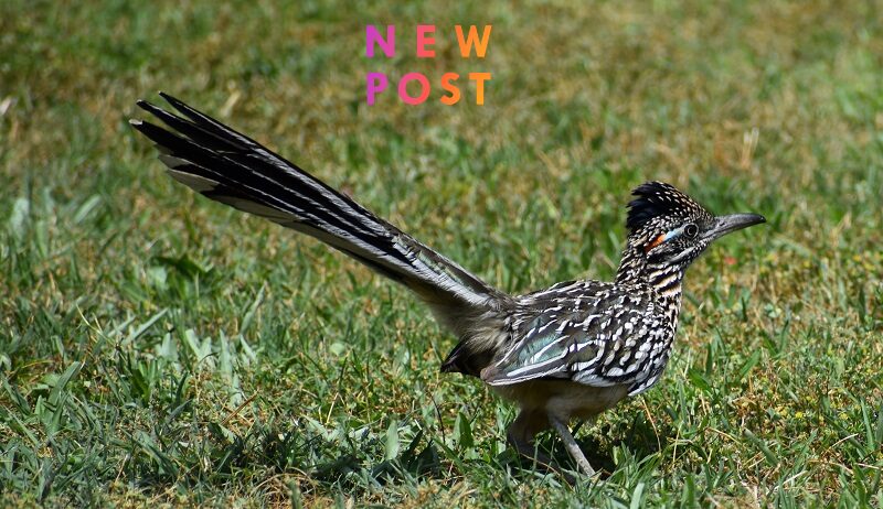 Unshy roadrunner